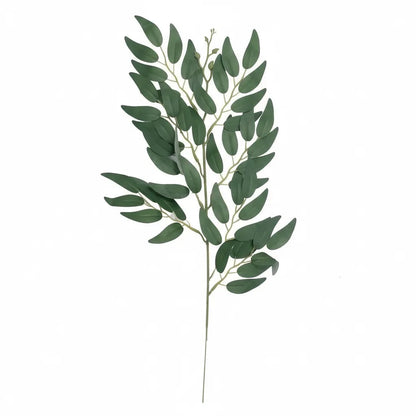 Feuilles de Ruscus