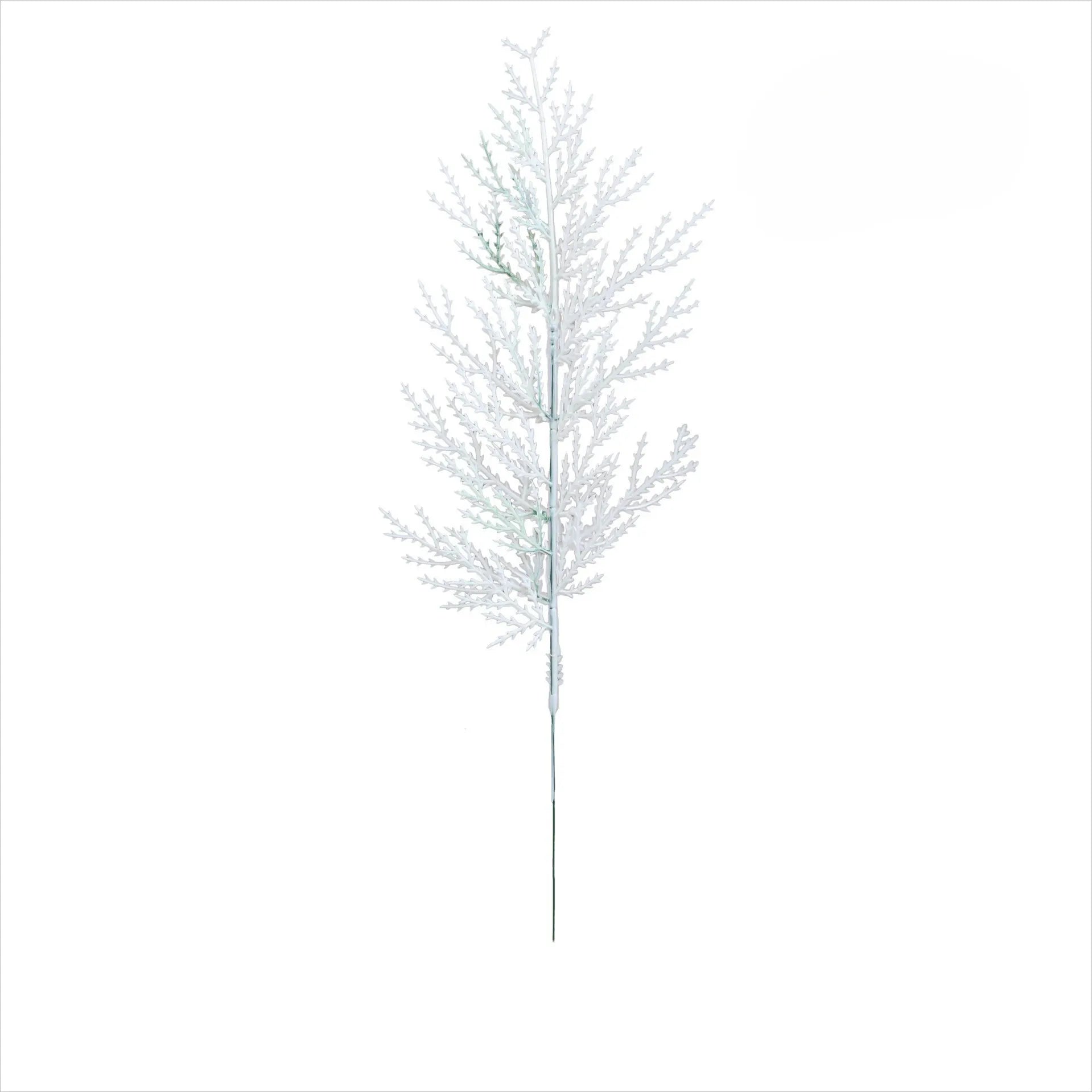 Branches de Pin