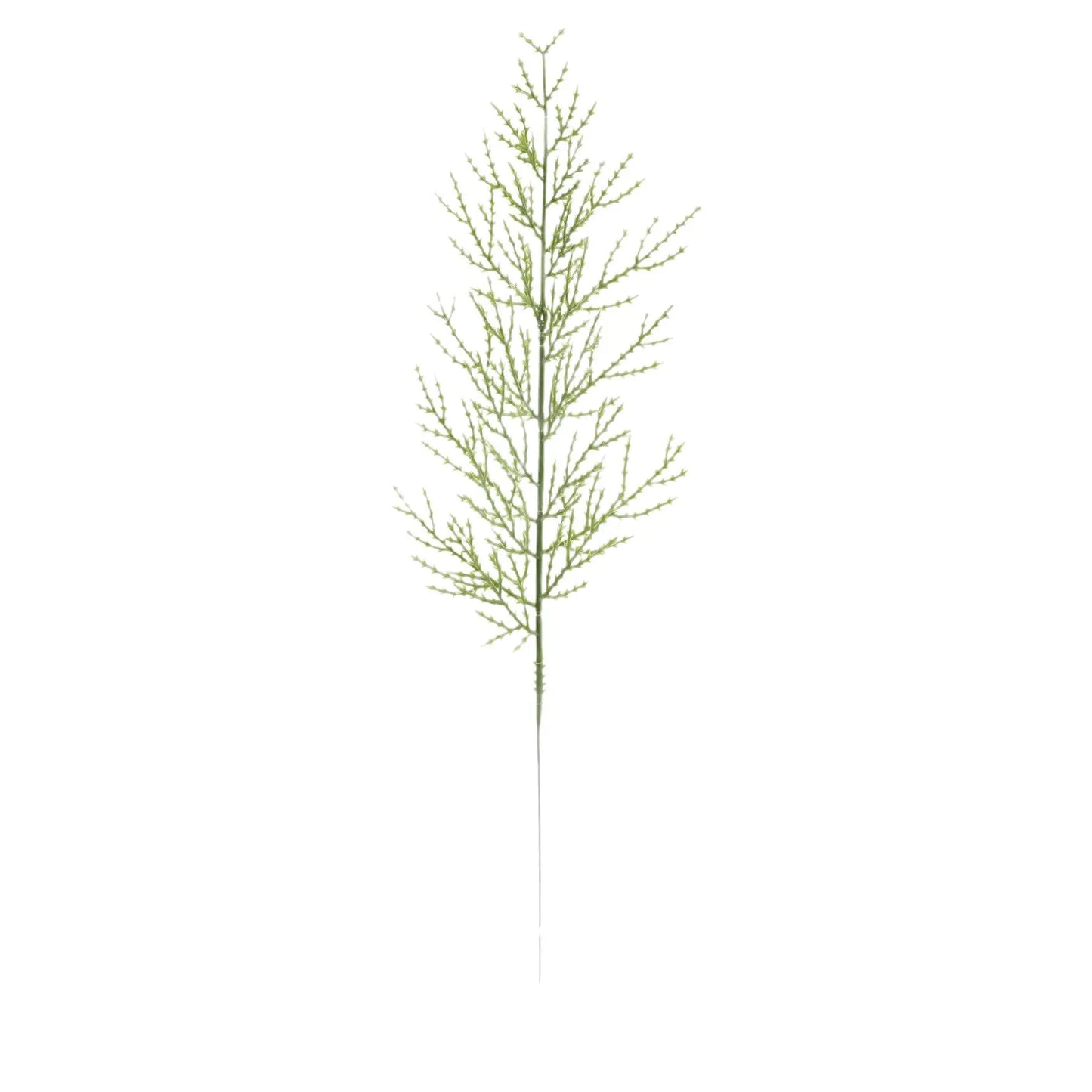 Branches de Pin