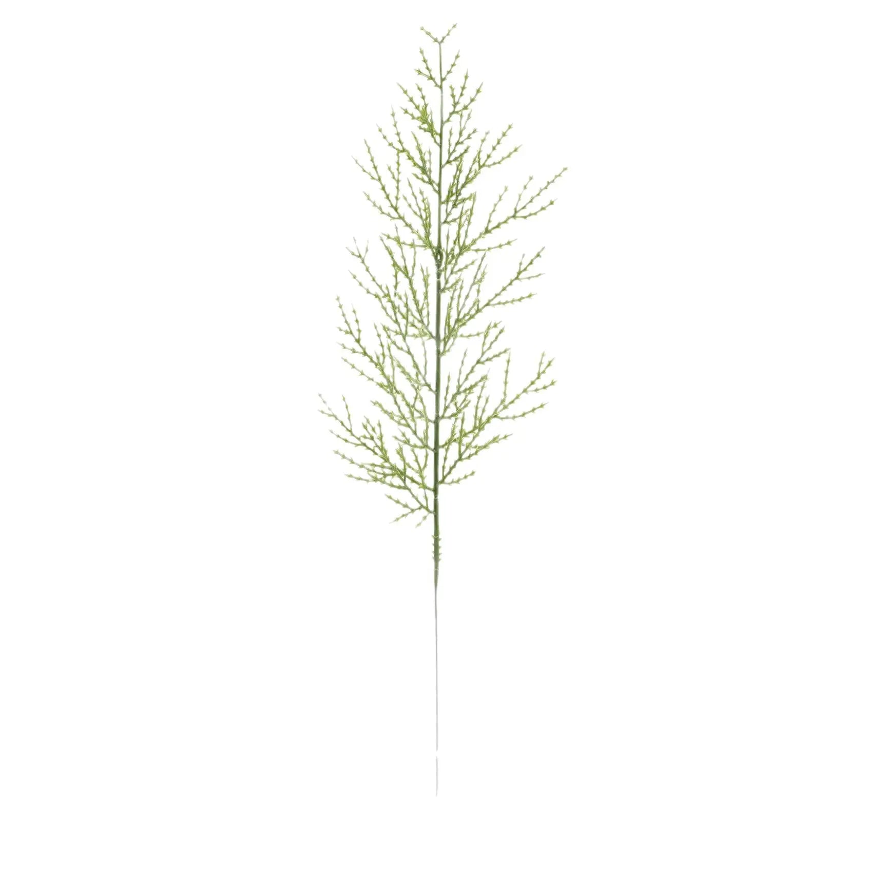 Branches de Pin