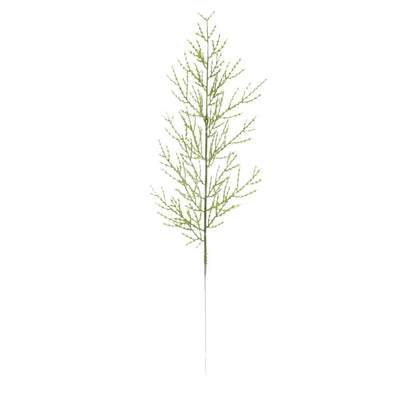 Branches de Pin