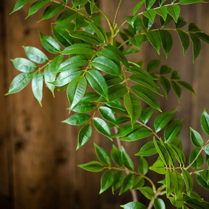 Ficus Artificiels