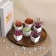 Succulentes Artificielles