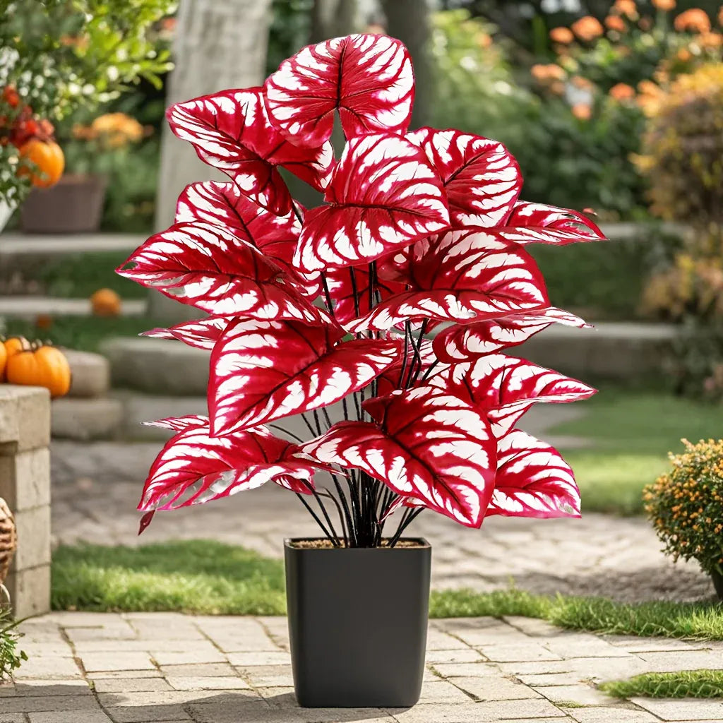 Monstera rouge