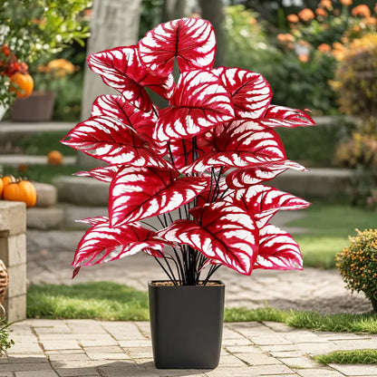 Monstera rouge