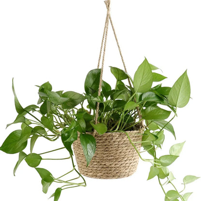 Panier suspendu pour plante