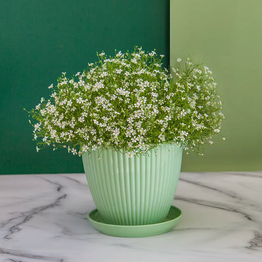 Pot de Fleur